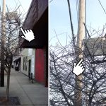 Louisville Weirdness: Tree-Sitting Edition