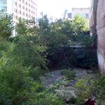 Weeds cover the site of a collapsed building (BS File Photo)
