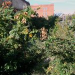 Weeds growing where a building collapsed years ago (BS File Photo)