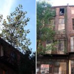 Tree growing from the Iron Quarter facades (BS File Photo)