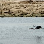 What if you could appreciate wildlife on your commute? (BS File Photo)
