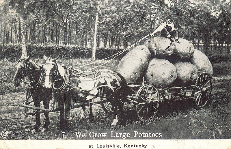 Louisville grows large potatoes (BS File Postcard)