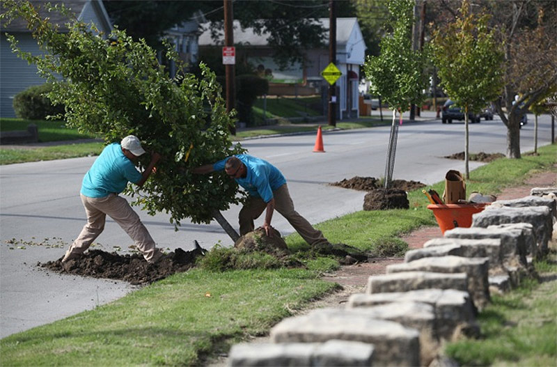 Planting trees in the Portland neighborhood. (Mike Hayman)