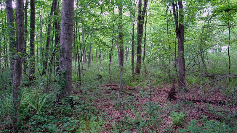A portion of the Wet Woods, which was once a major defining characteristic of Southwest Louisville. (Courtesy Gresham Smith & Partners)