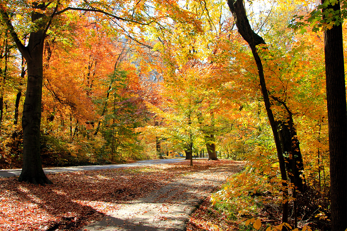 Colorful leaves in Cherokee Park. (LuAnn Snawder Photography / Flickr)