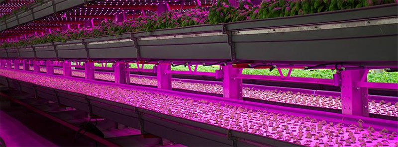An indoor vertical farm in operation. (Courtesy FarmedHere)