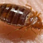 Bedbugs invade Louisville