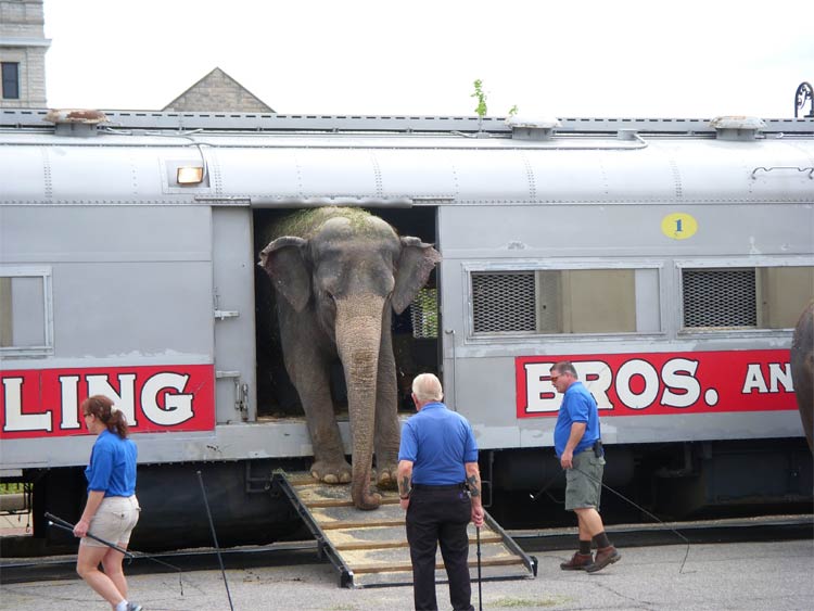 Ride a train in Louisville, if you're an elephant. (Courtesy Tipster)