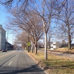 Trees close to the curb on Frankfort Avenue. (Courtesy Allen Bush)