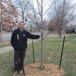 Bert Eisenback of Louisville Metro Parks with newly planted tulip poplar on Eastern Parkway. (Courtesy Allen Bush)