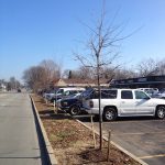 Brownsboro Road trees waiting on a settlement with the Kentucky Transportation Cabinet. (Courtesy Allen Bush)