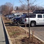 Brownsboro Road trees waiting on a settlement with the Kentucky Transportation Cabinet. (Courtesy Allen Bush)