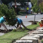 Planting trees in the Portland neighborhood. (Mike Hayman)