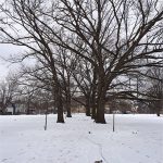 Shelby Park is about the same size and vintage as the Walmart site. (whattheschnitzelburg / Instagram)